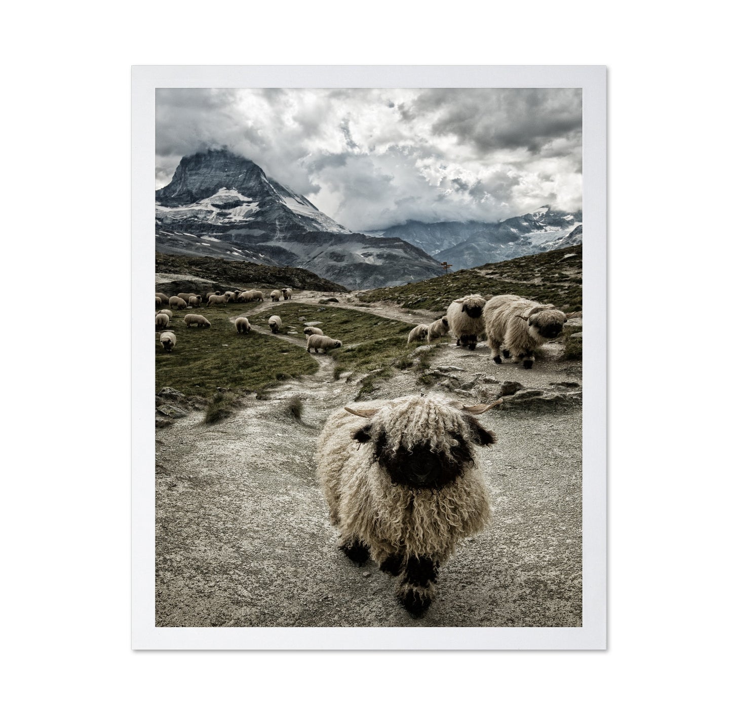 Mountain Sheep Trail