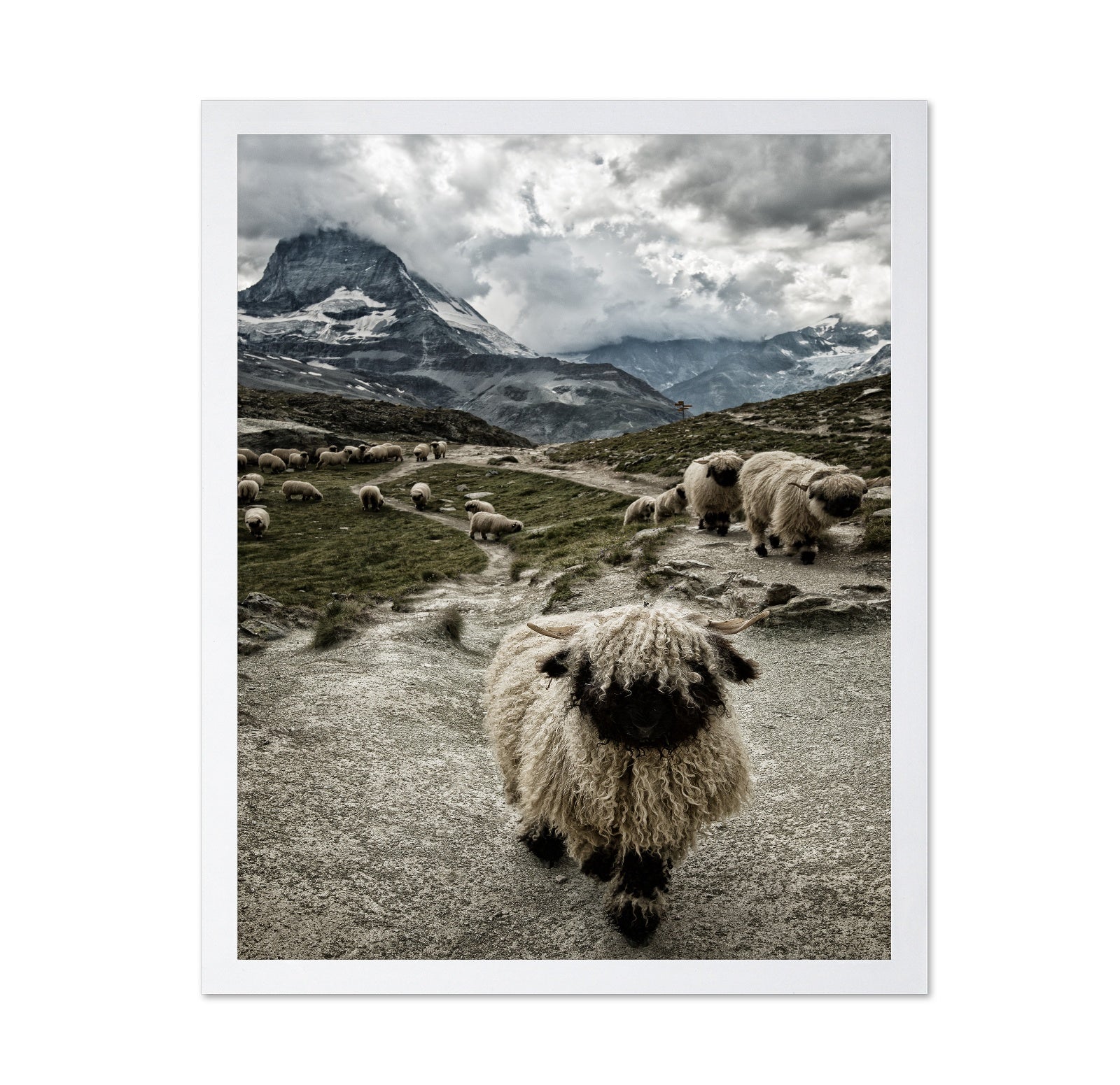 Mountain Sheep Trail
