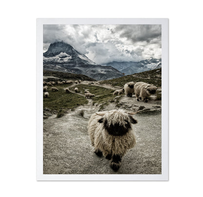 Mountain Sheep Trail