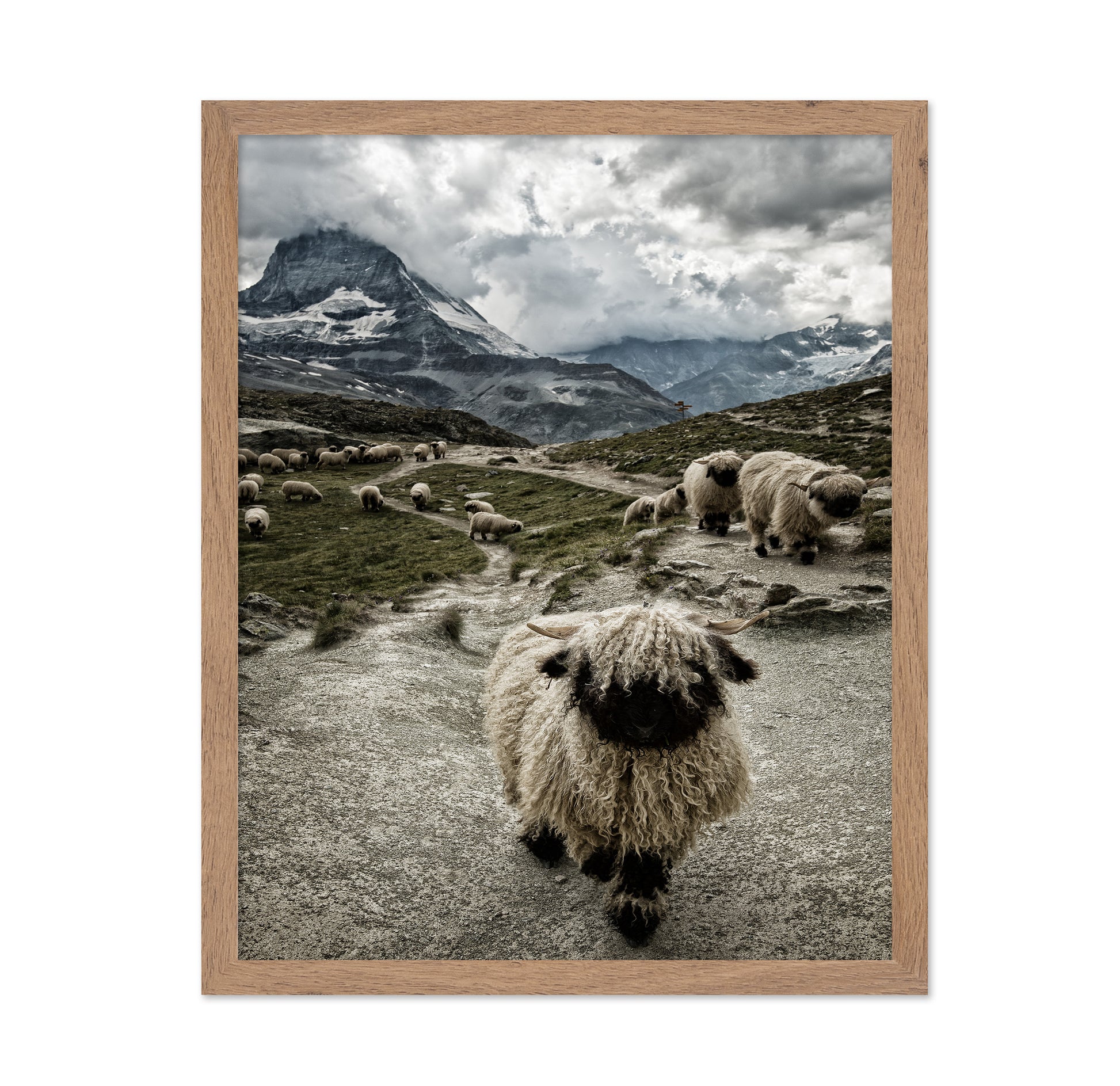 Mountain Sheep Trail