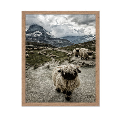 Mountain Sheep Trail