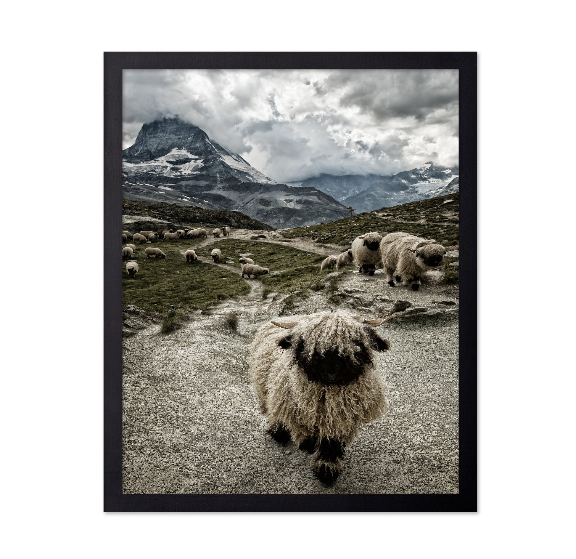 Mountain Sheep Trail