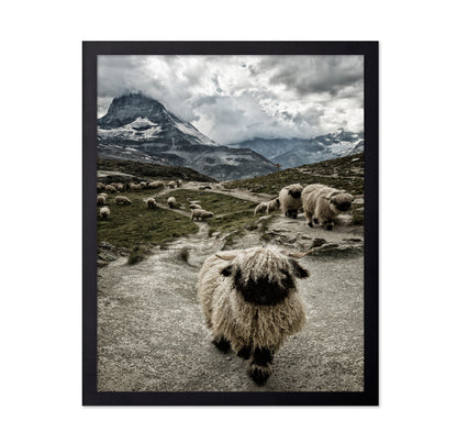 Mountain Sheep Trail