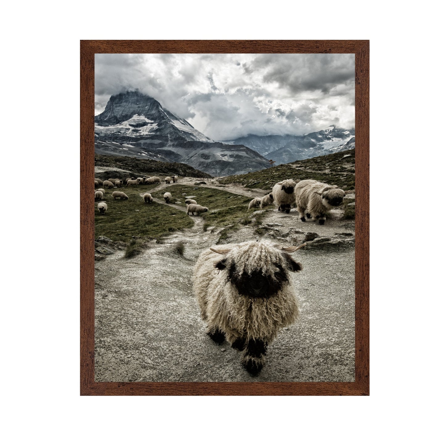 Mountain Sheep Trail
