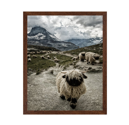 Mountain Sheep Trail