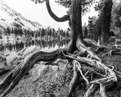 Rooted Lake Scene