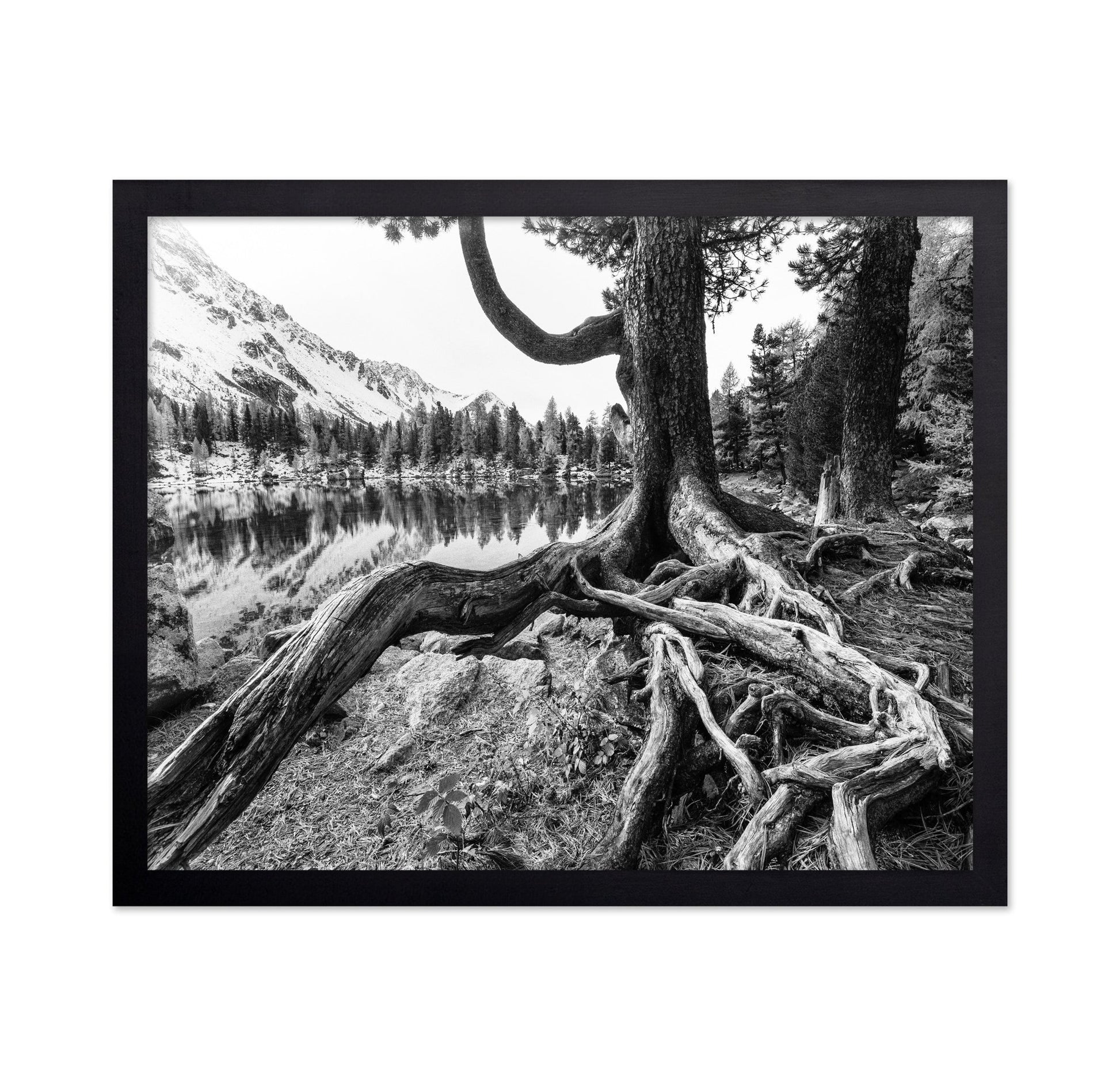 Rooted Lake Scene