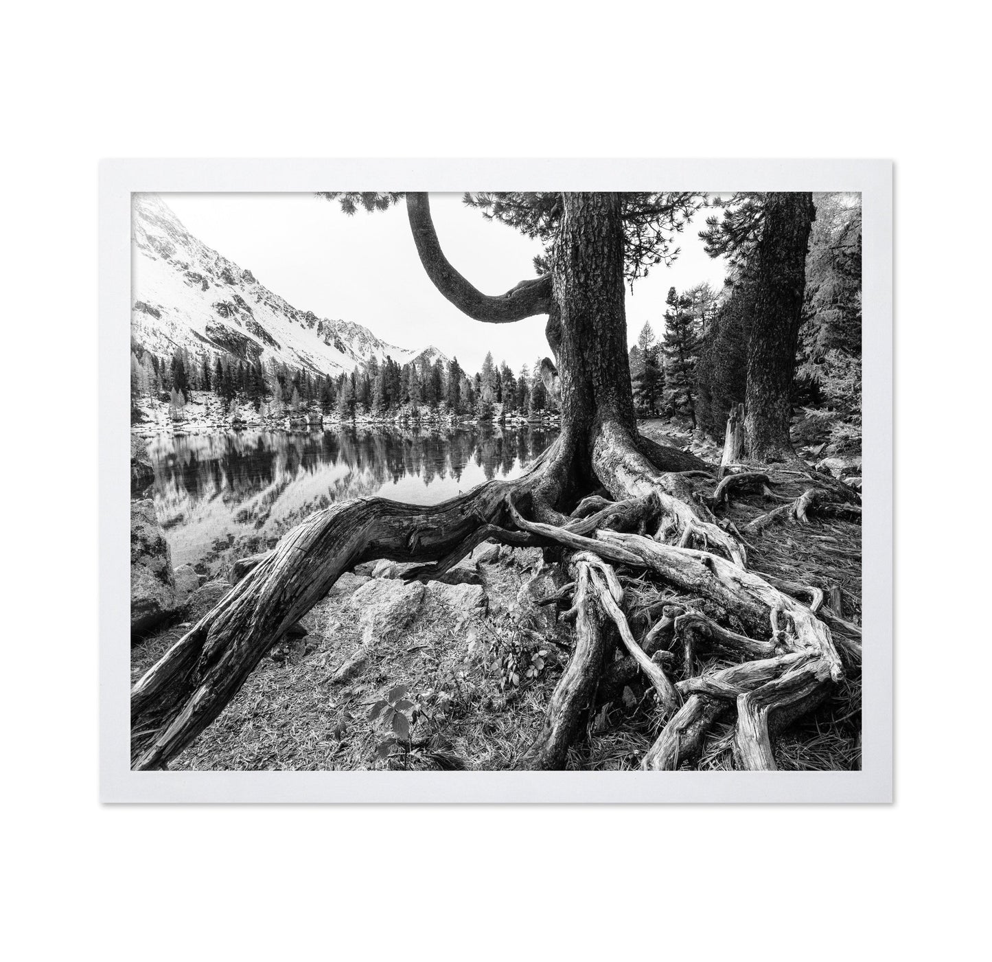 Rooted Lake Scene