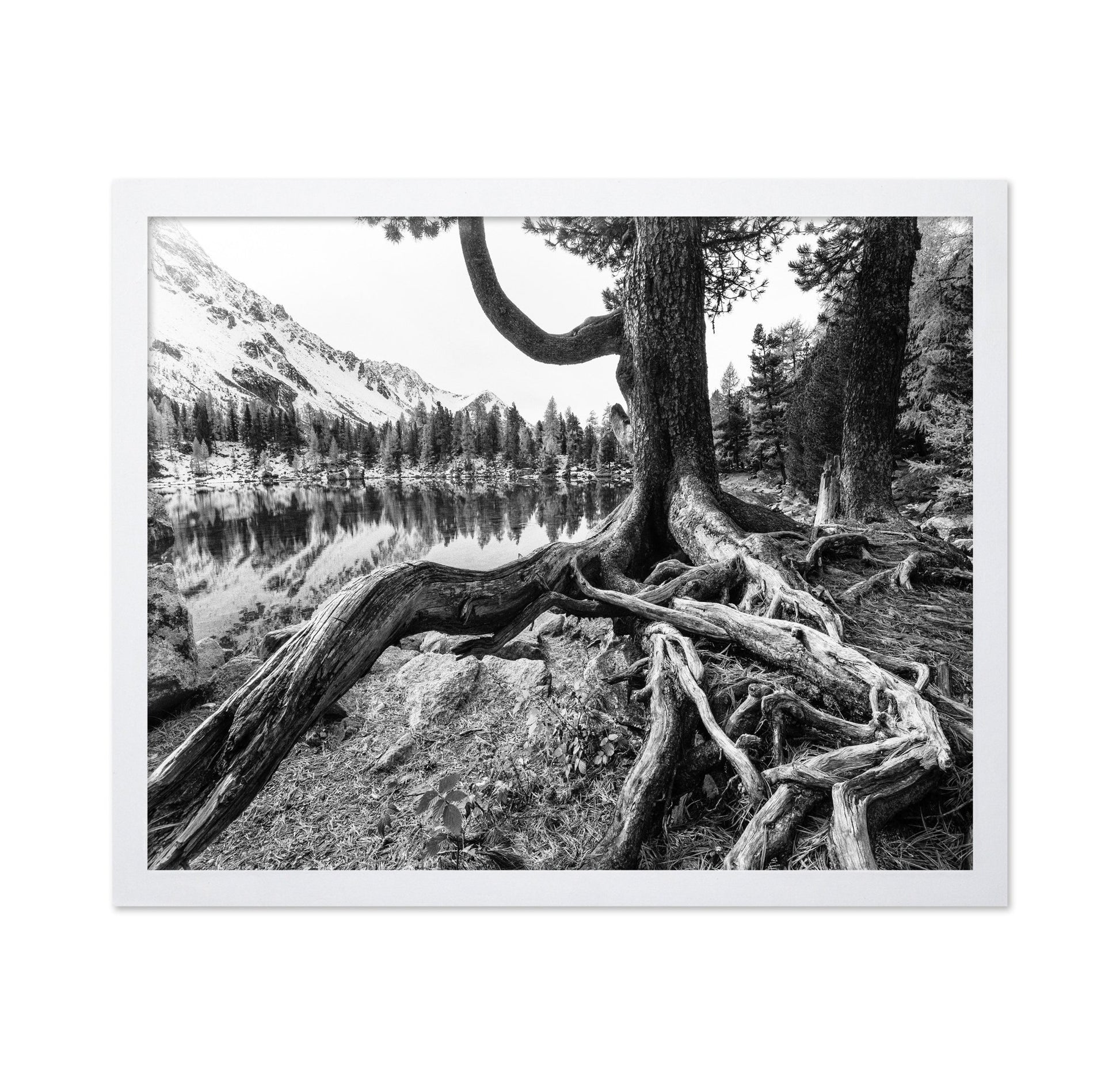 Rooted Lake Scene