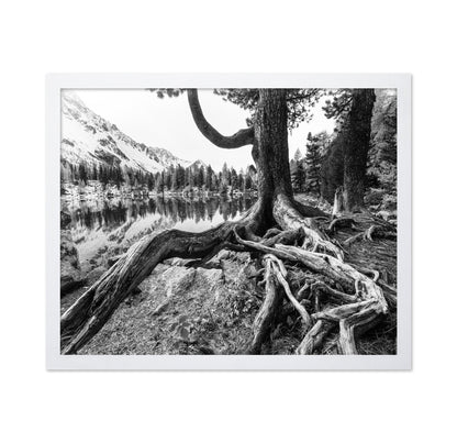Rooted Lake Scene