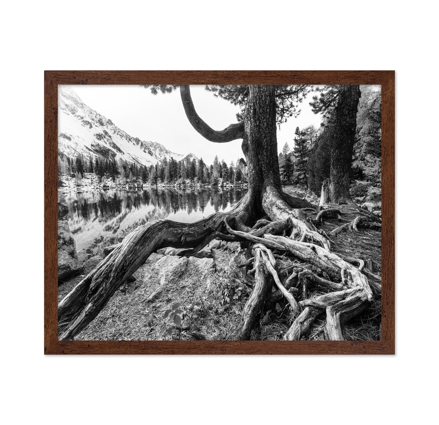 Rooted Lake Scene