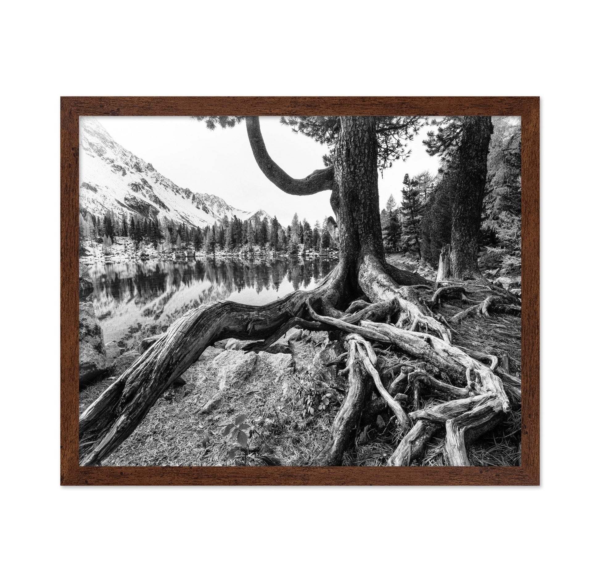 Rooted Lake Scene