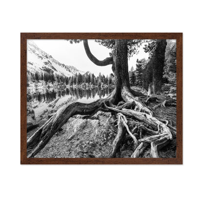Rooted Lake Scene