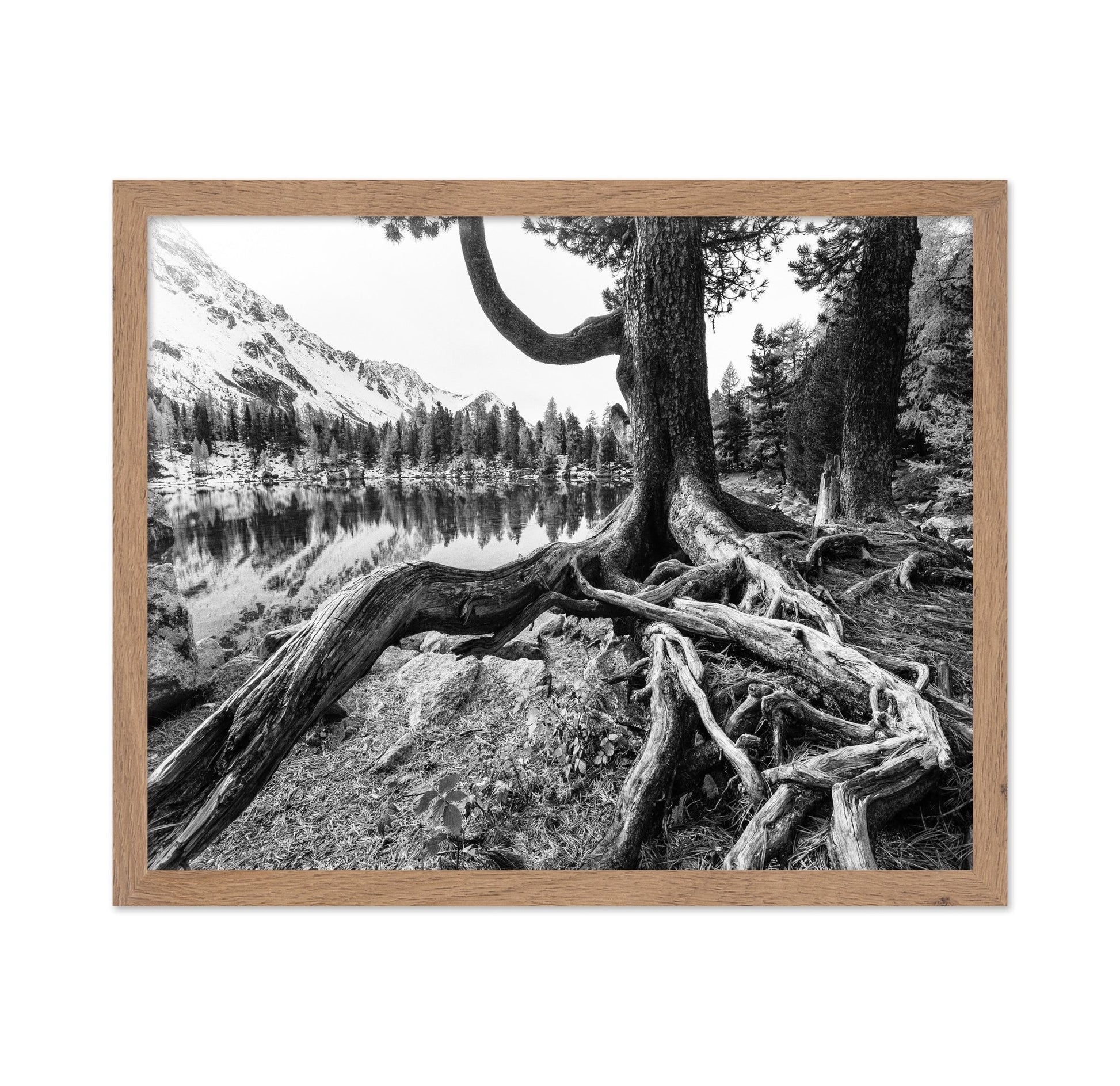 Rooted Lake Scene