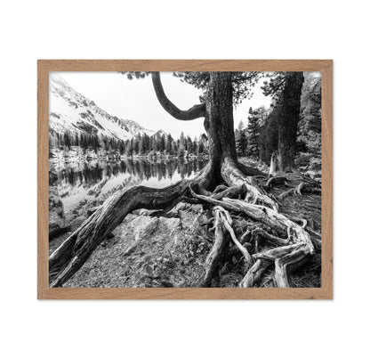 Rooted Lake Scene