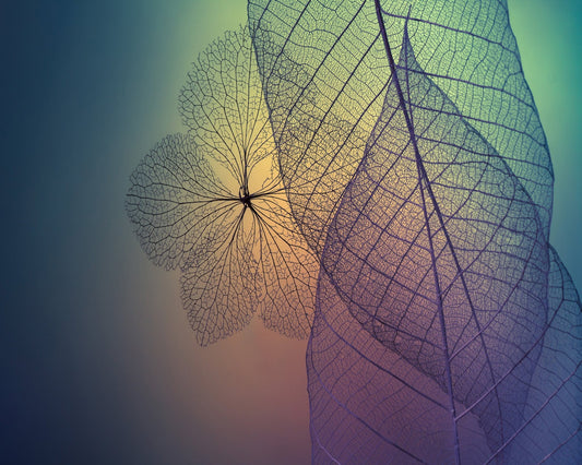 Color Vein Leaves