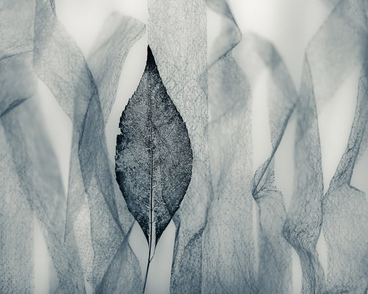 Veil Leaf Contrast