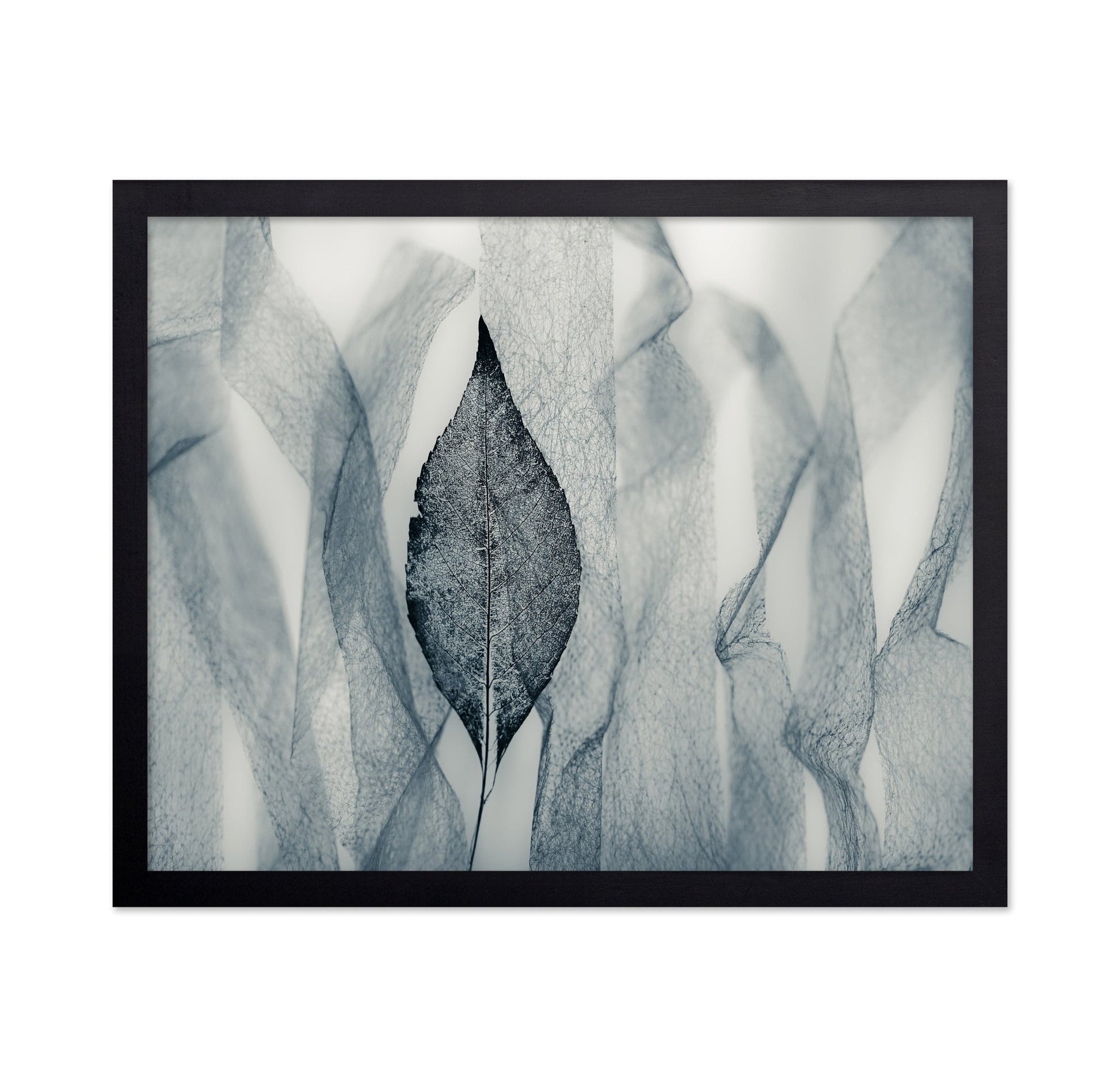 Veil Leaf Contrast