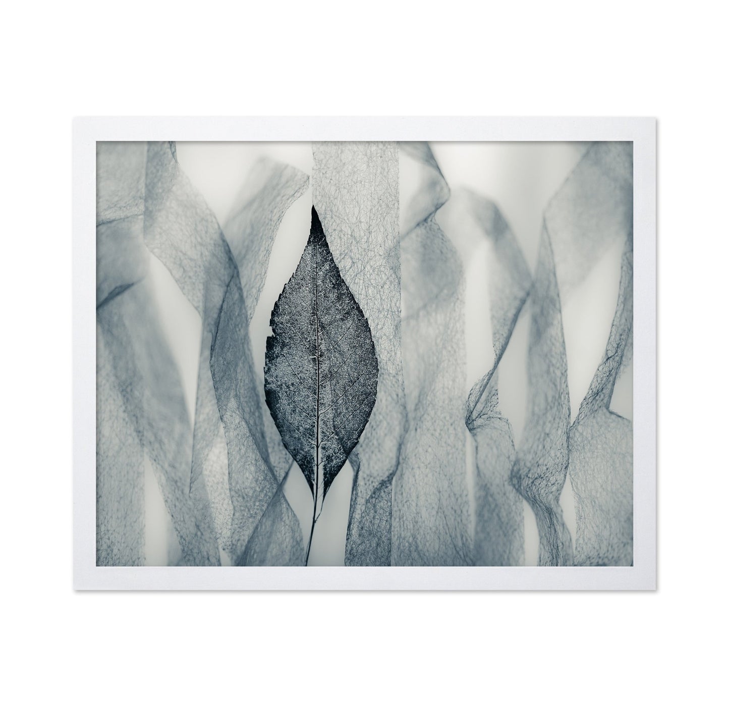 Veil Leaf Contrast