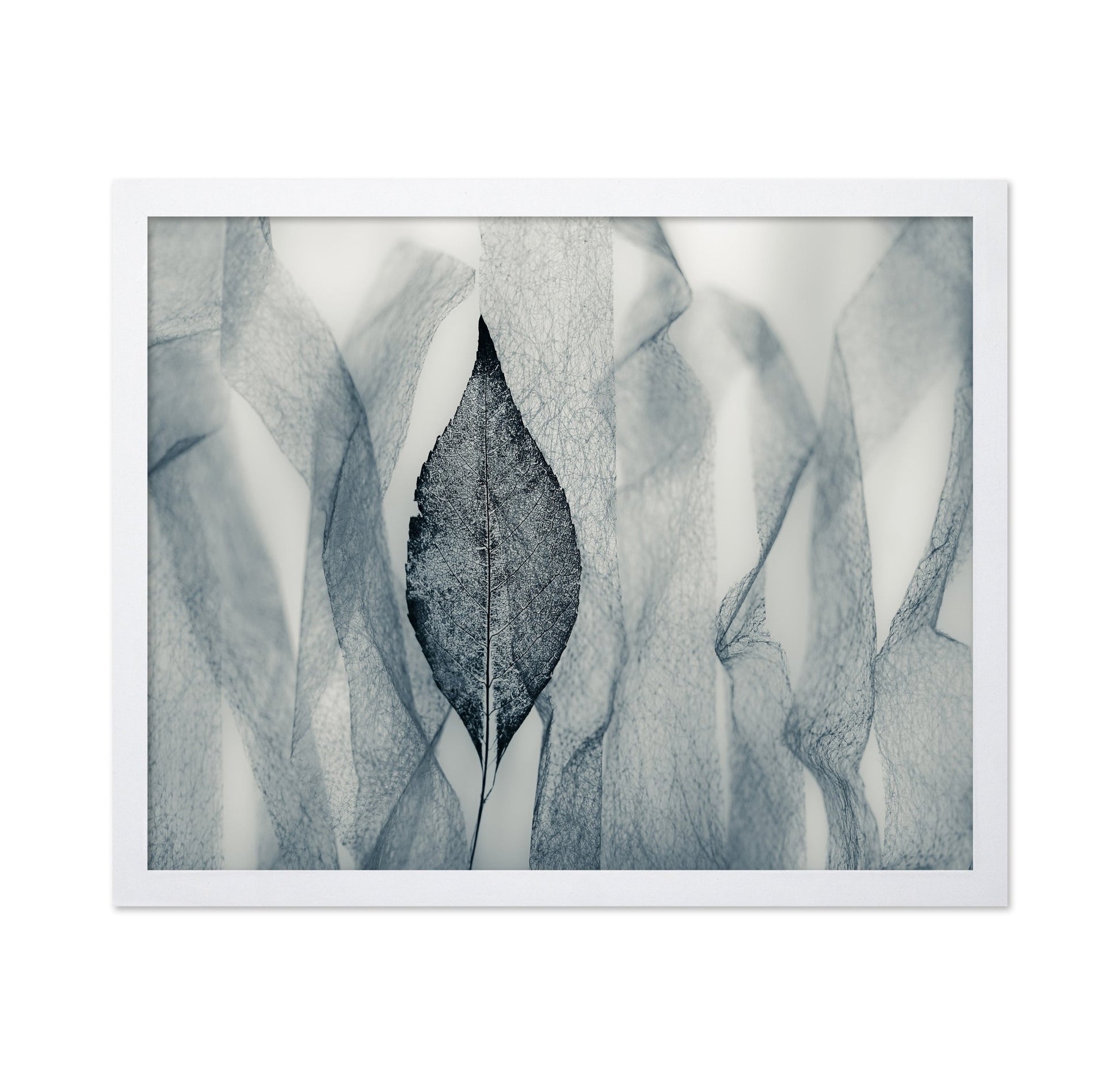 Veil Leaf Contrast