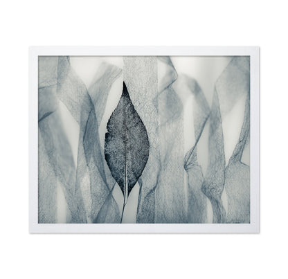 Veil Leaf Contrast