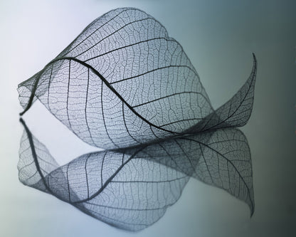 Vein Leaf Reflection