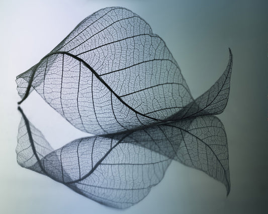 Vein Leaf Reflection