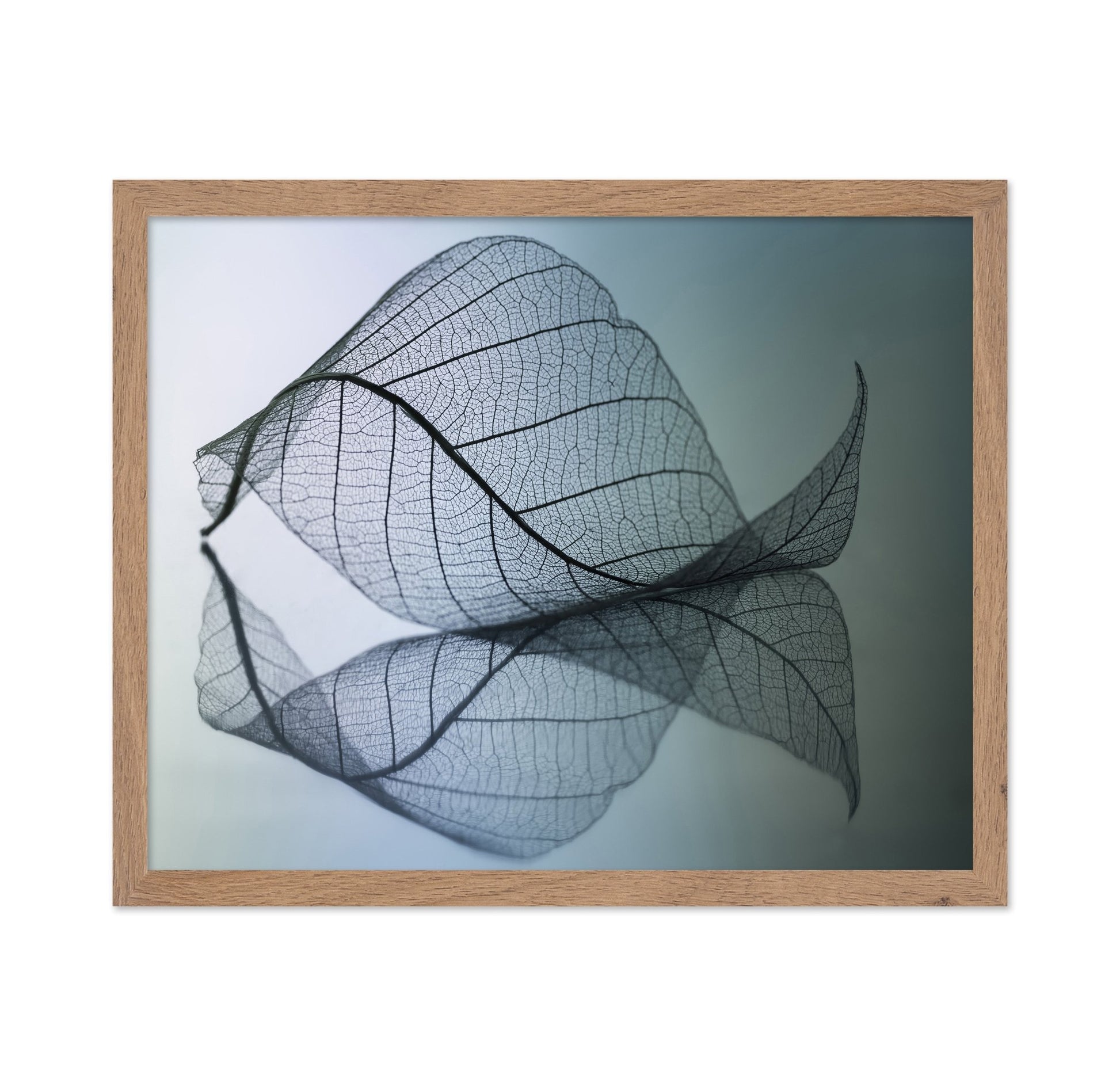 Vein Leaf Reflection