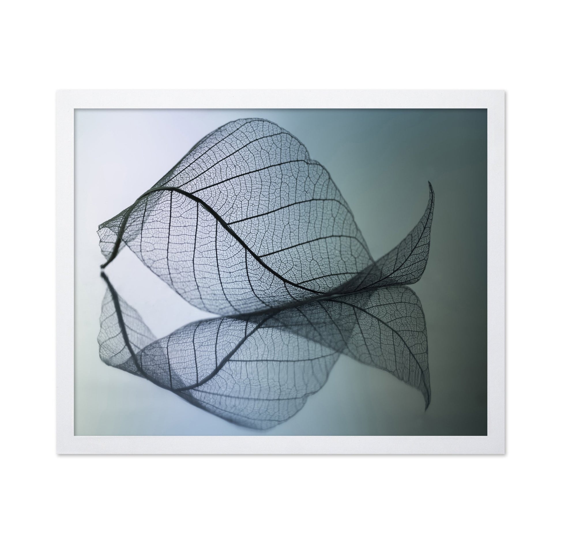 Vein Leaf Reflection