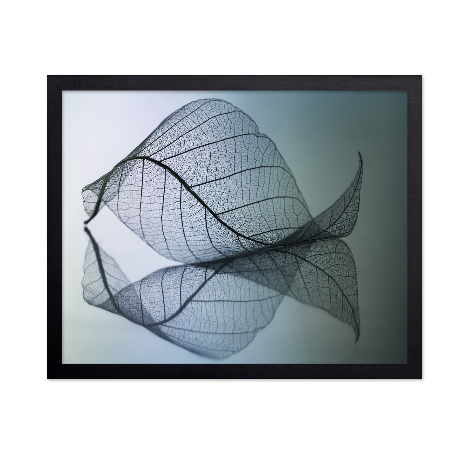 Vein Leaf Reflection