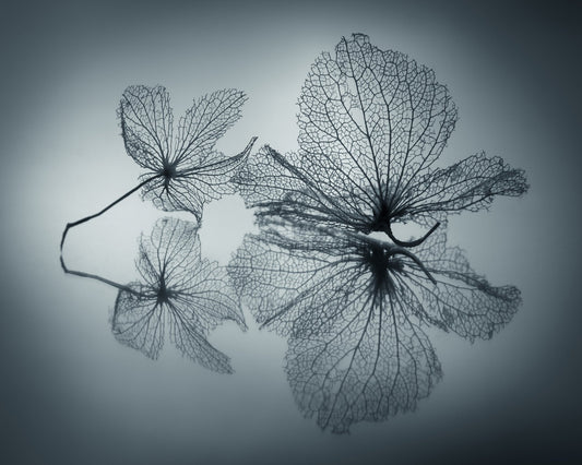 Floating Leaf Forms