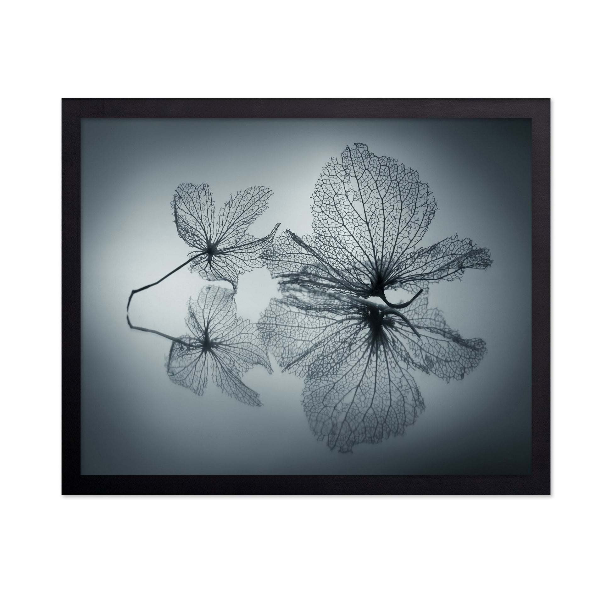 Floating Leaf Forms