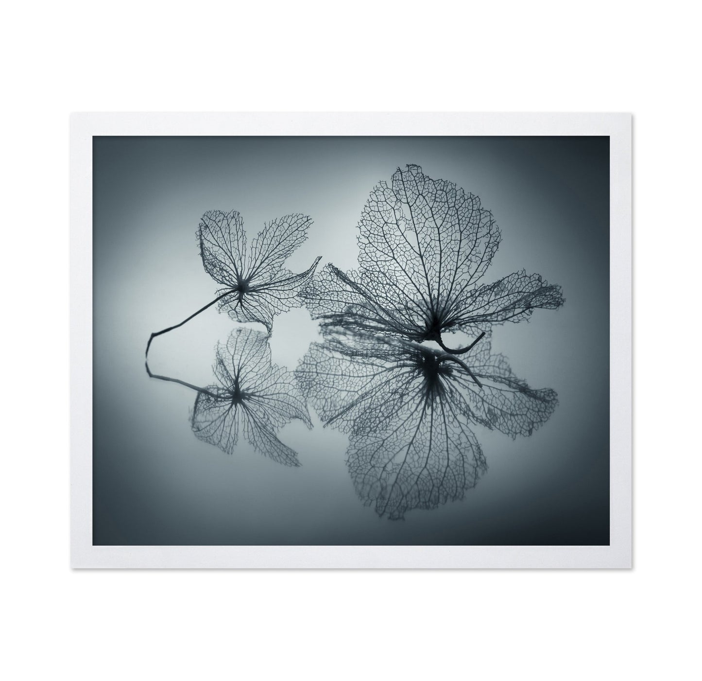 Floating Leaf Forms