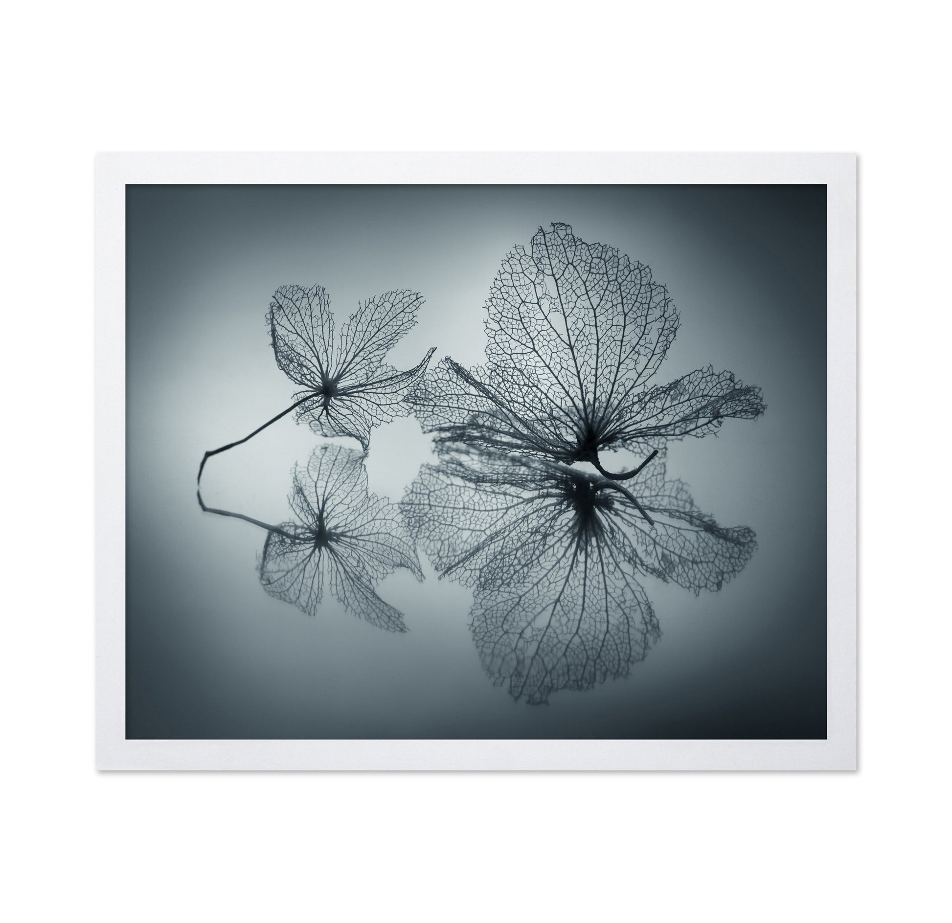 Floating Leaf Forms