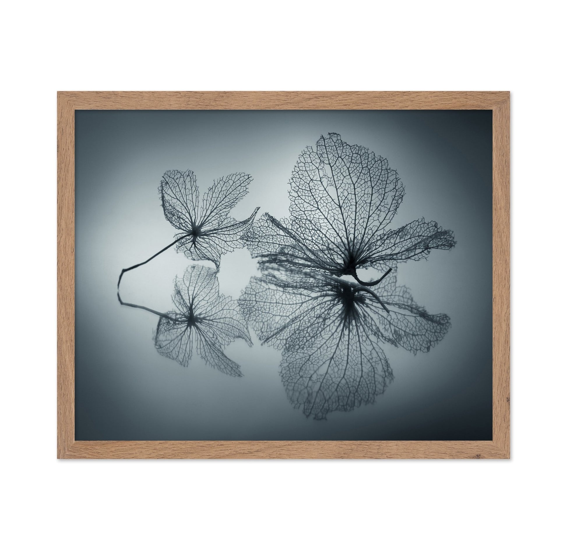 Floating Leaf Forms