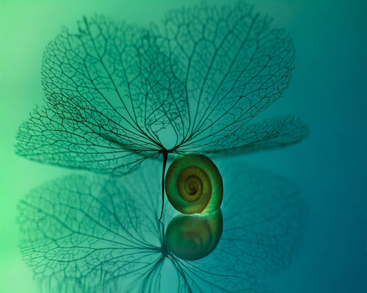 Delicate Leaf Balance