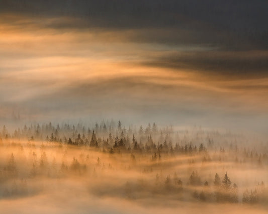 Golden Fog Forest