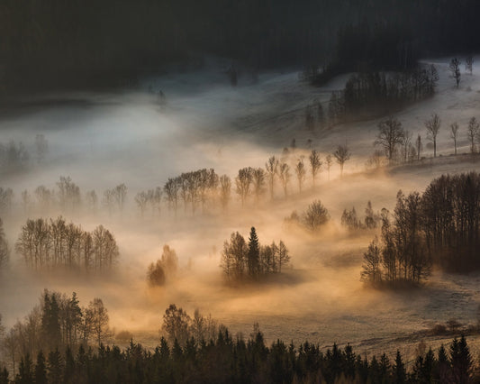 Golden Mist Hills No1