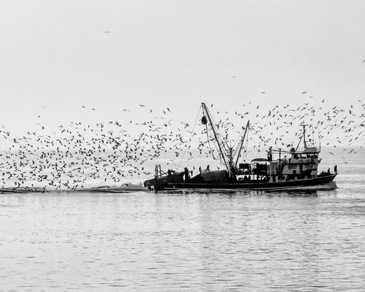 Fishing Boat Flock