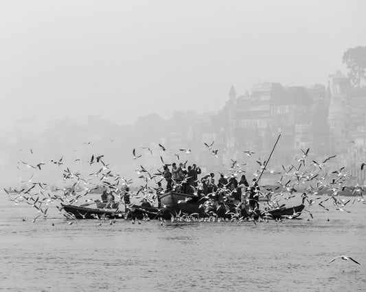 River Birds Gathering