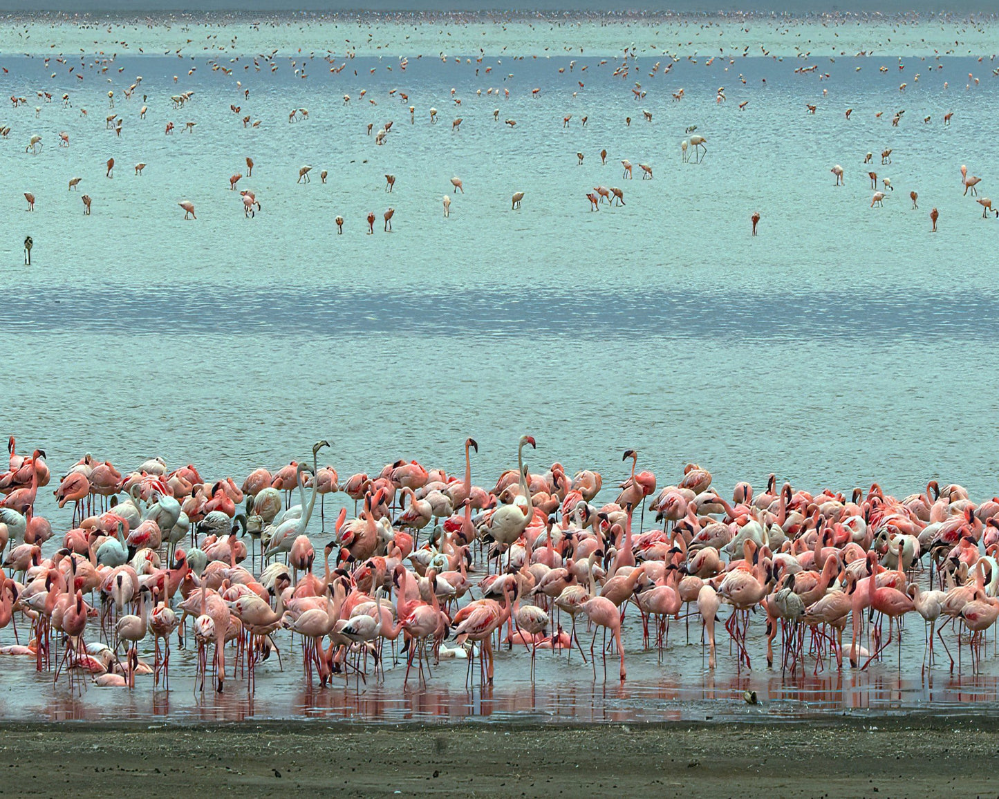 Flamingo Lagoon