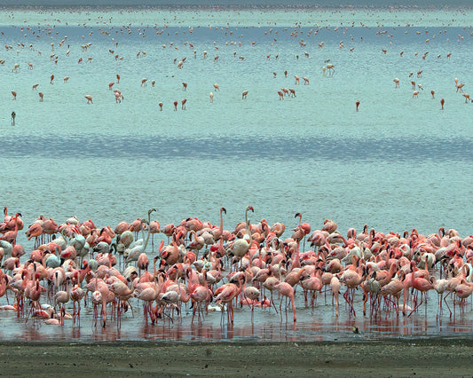 Flamingo Lagoon