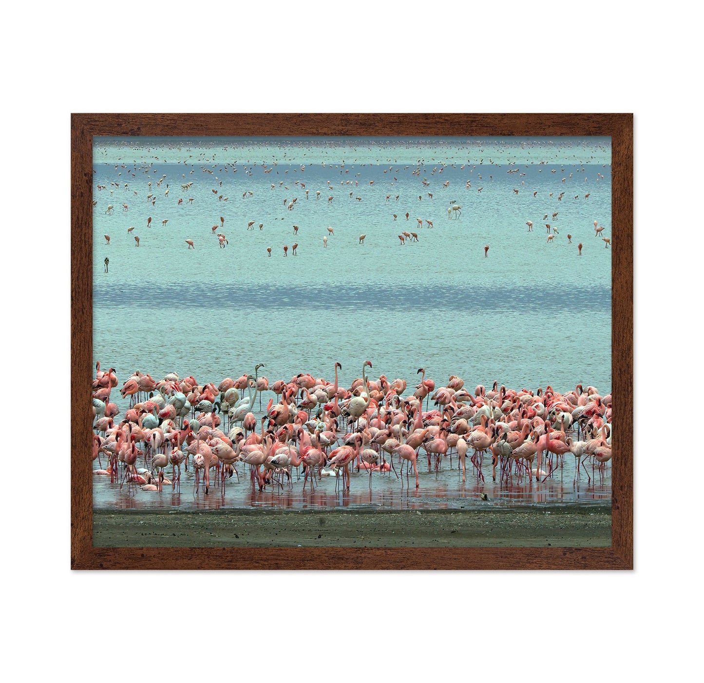 Flamingo Lagoon