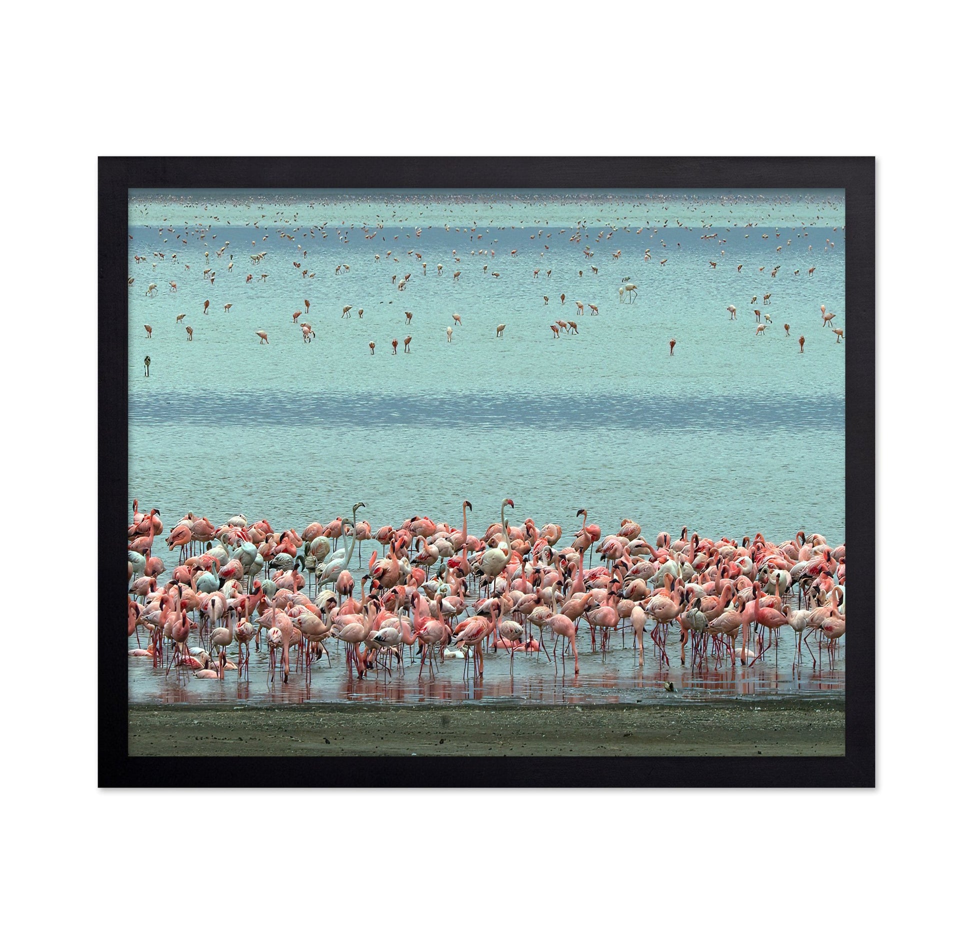 Flamingo Lagoon
