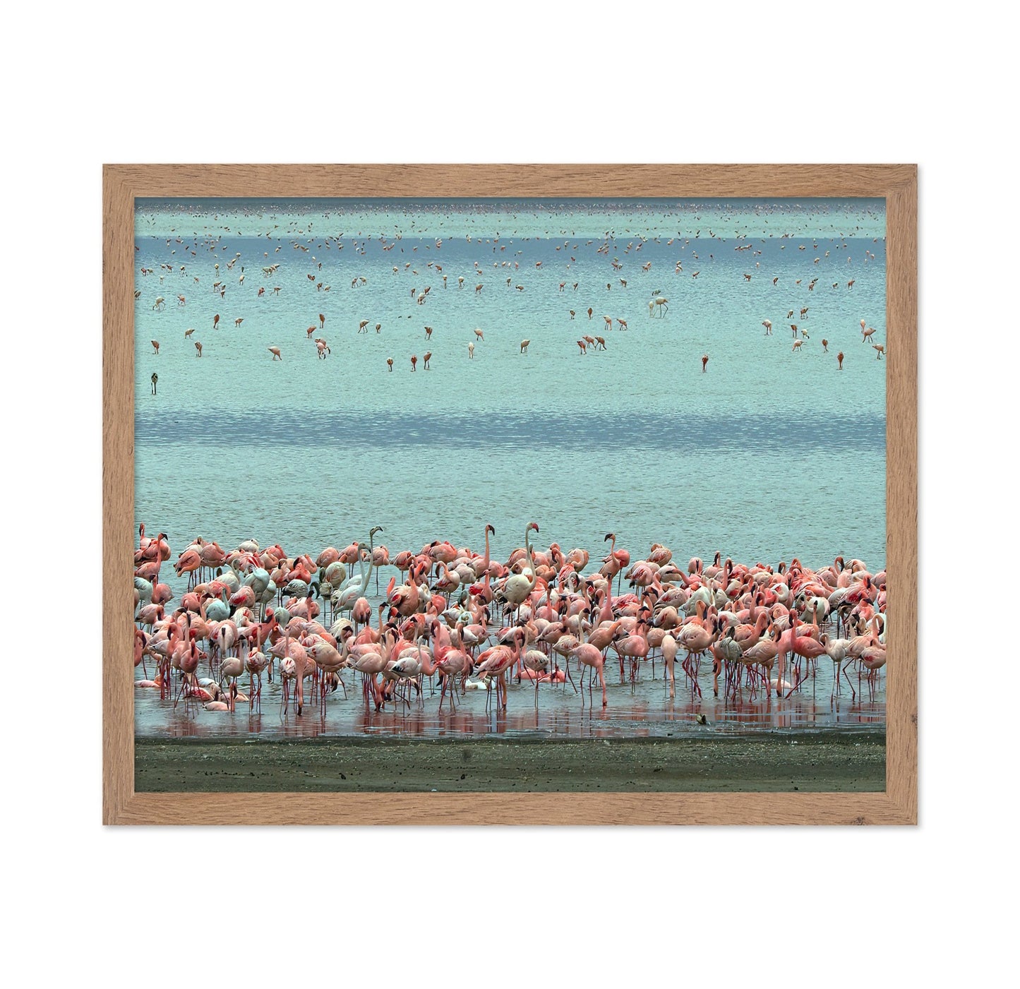 Flamingo Lagoon