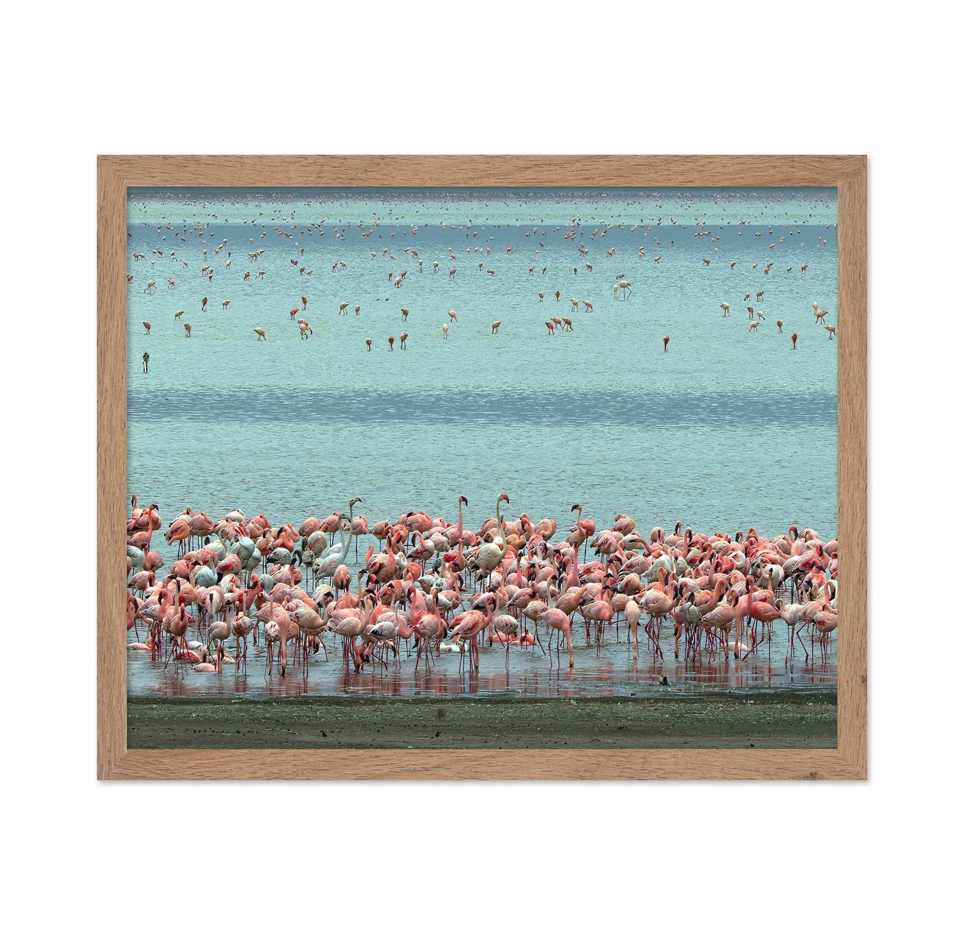 Flamingo Lagoon