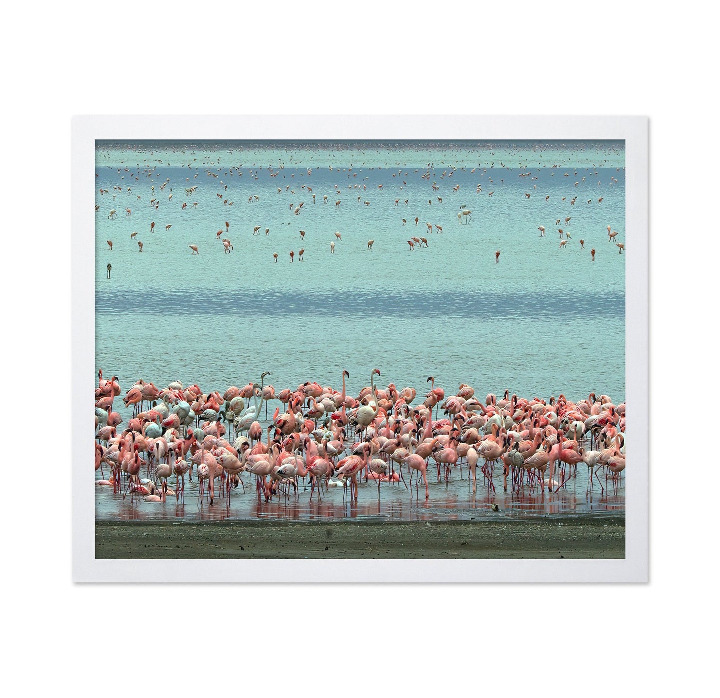 Flamingo Lagoon
