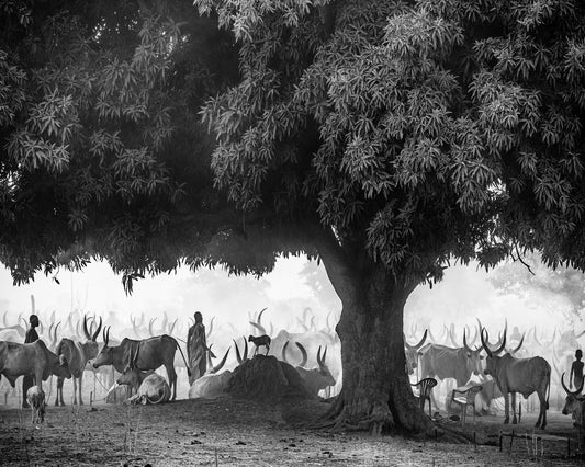 Tree Herd Gathering