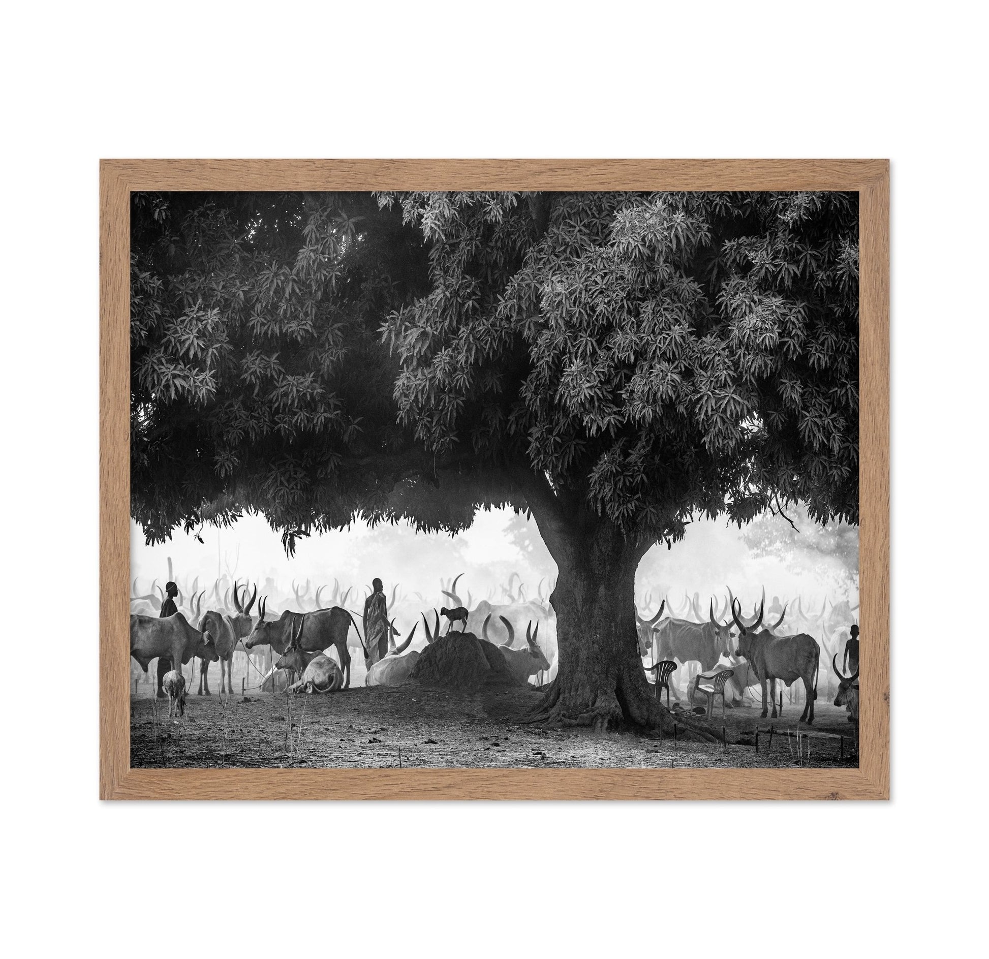 Tree Herd Gathering