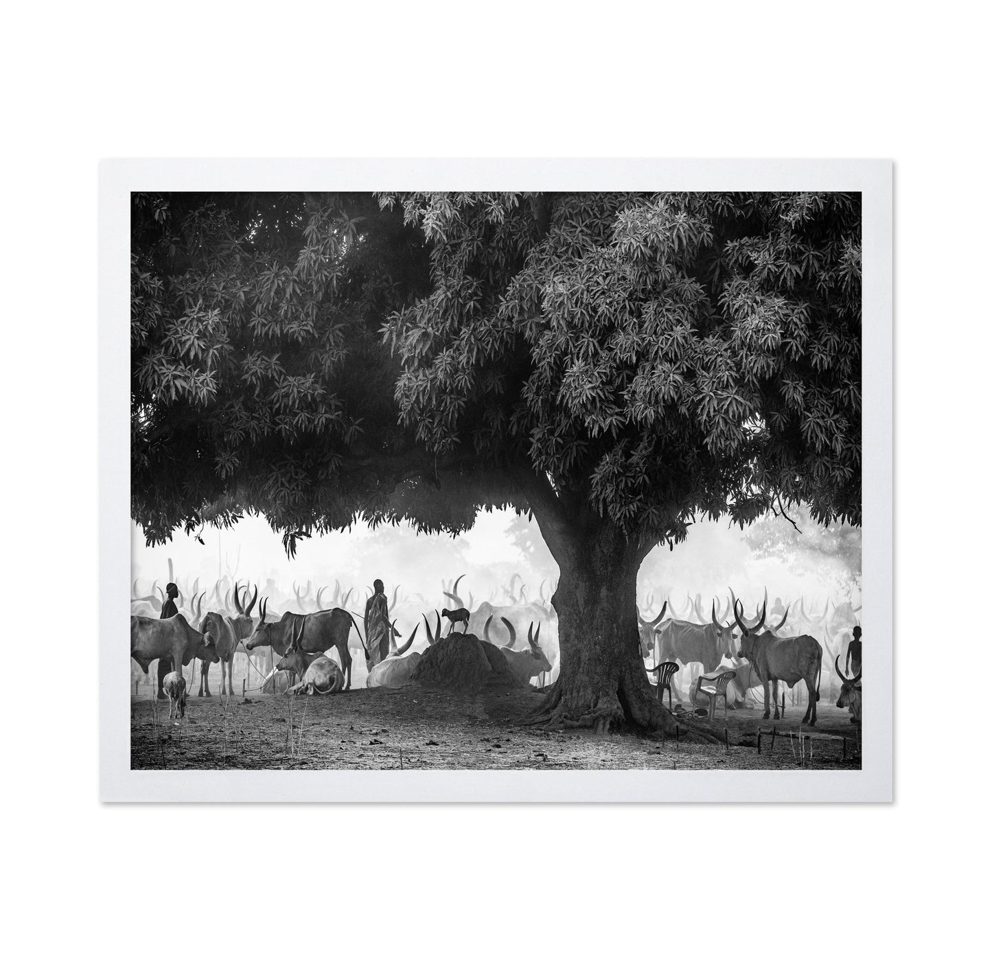 Tree Herd Gathering